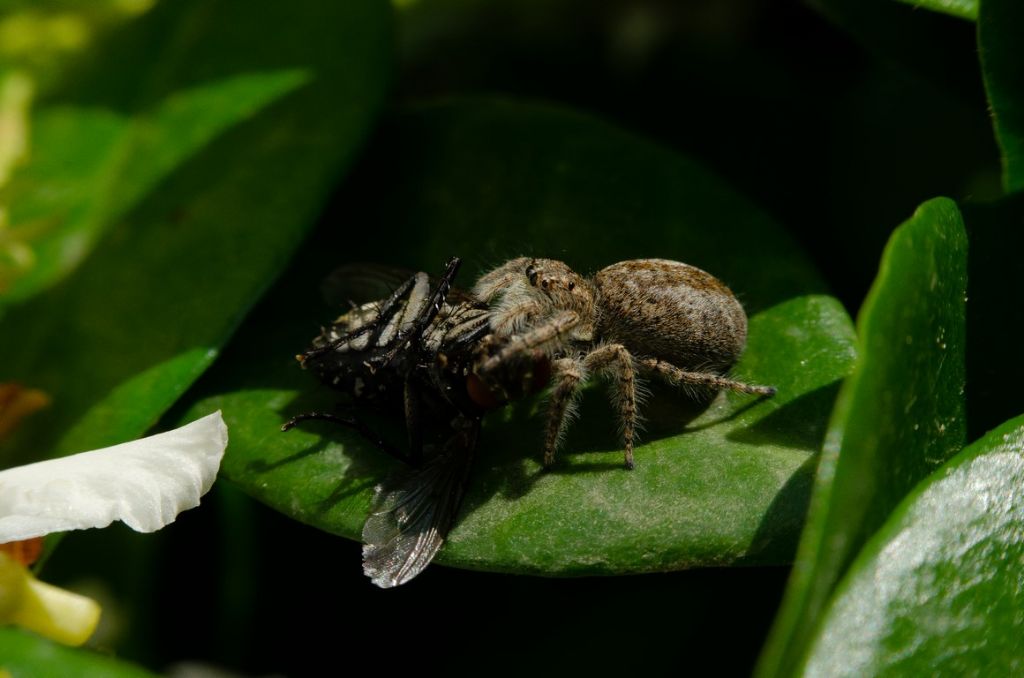 Philaeus chrysops femmina - prov. CR